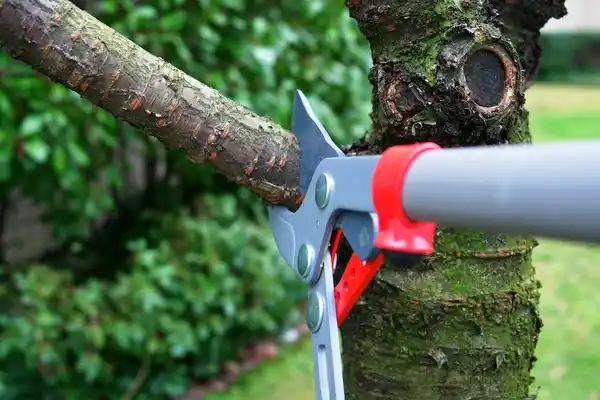 tree services Hidalgo